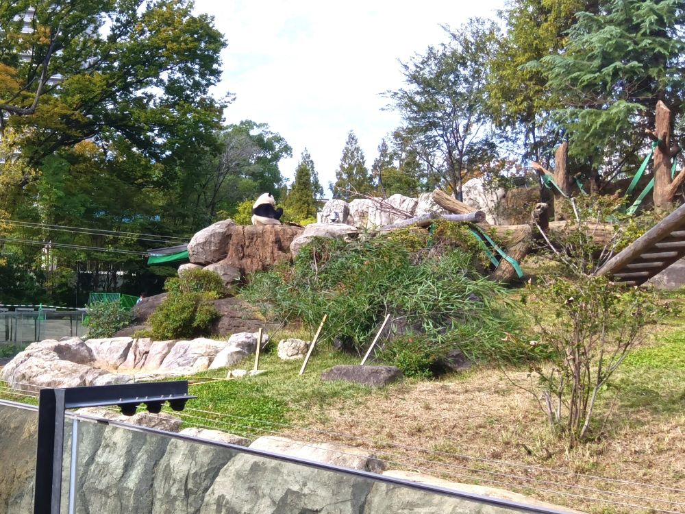 高台でこちらに背を向けてお食事中のシャオシャオ