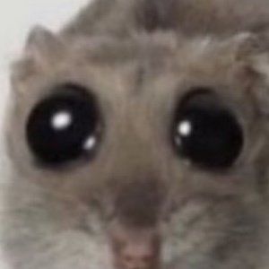 Hamster com olhos de tamanho anormal