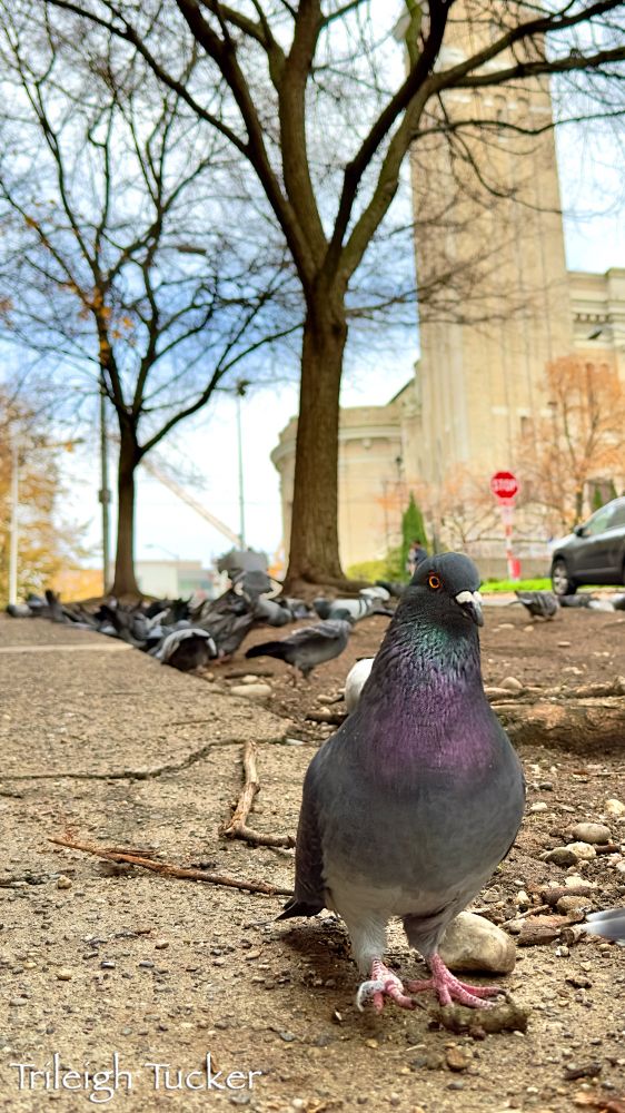 This is a closeup of a city pigeon, dark gray with iridescent green and purple neck feathers. He has a lame foot and is walking in front of a cathedral.