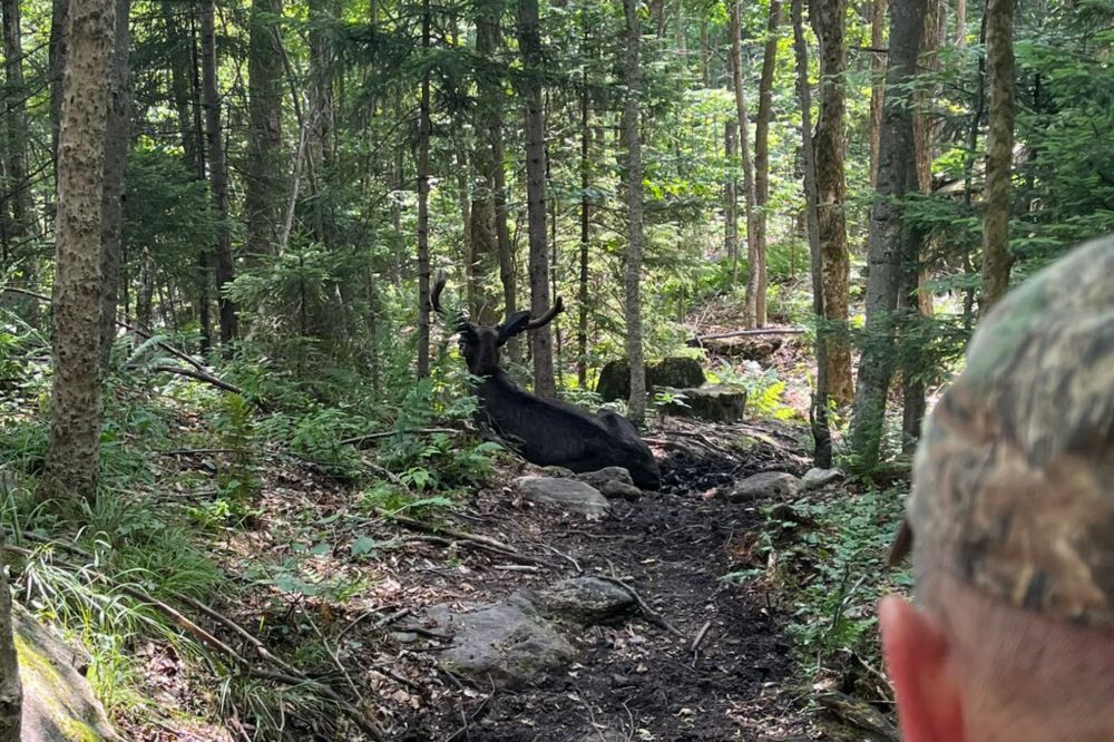 Lingering Moose Shuts Down Popular Adirondack Trail for a Month