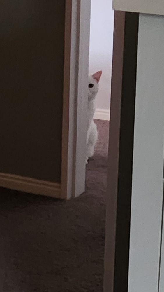 White cat hiding behind the wall with only half her face visible. Not malicious at all...