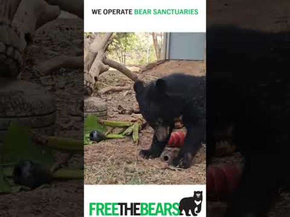 Cub update from Laos, 3 of 34 bears rescued in 2024, 3 of over 300 we care for, we NEED YOUR HELP!