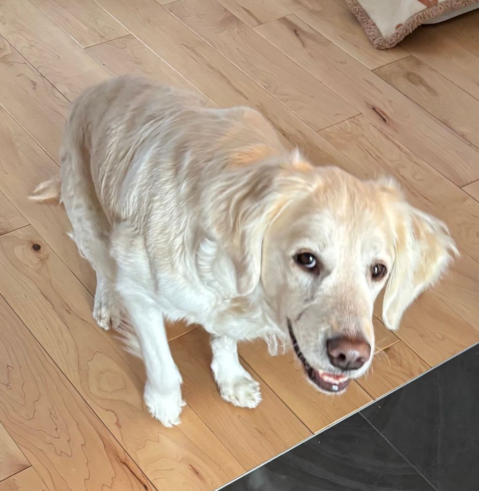 My dog Lily, an English Cream Golden Retriever, smiling