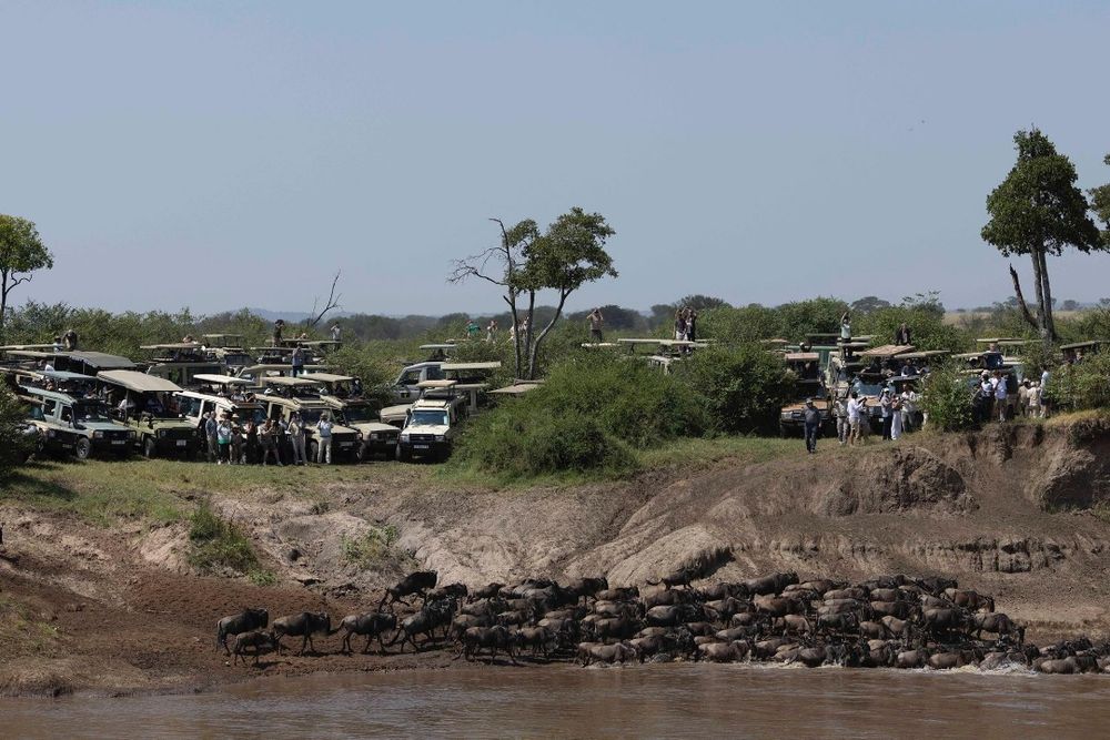 Herd of wildebeest in a river, surrounded by a larger herd of safari vehicles.