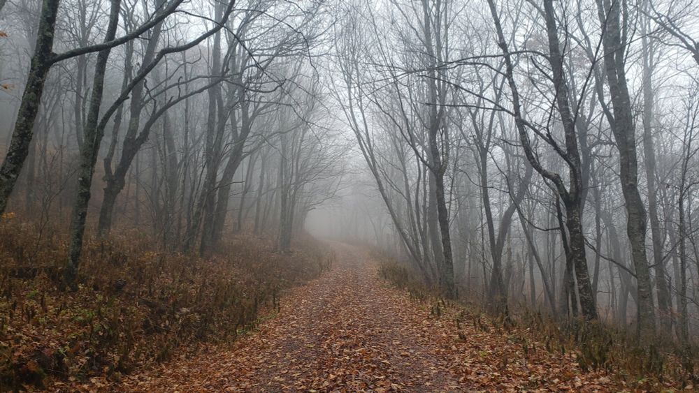 Bare fall trees with orange-brown leaves covering the ground and fog in the air. Photo taken on October 26, 2022.