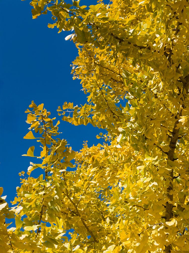 very yellow leaves contrasting with a blue sky 