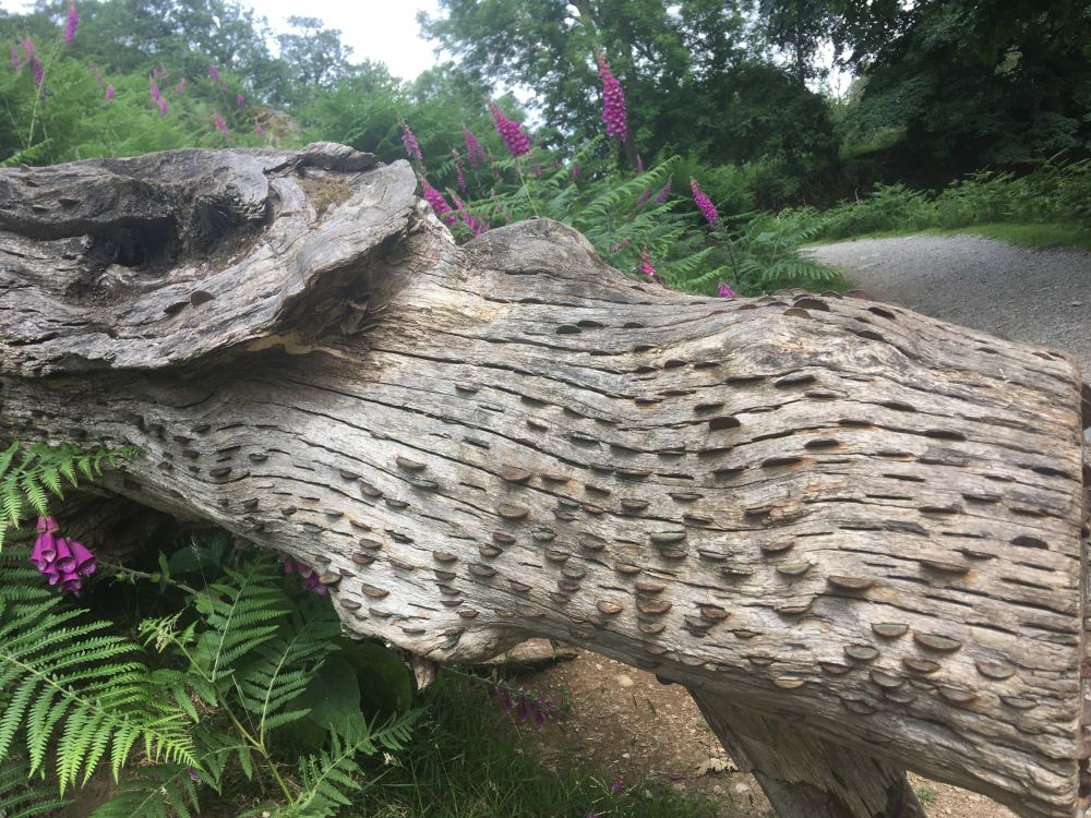 A tree with coins pushed into it