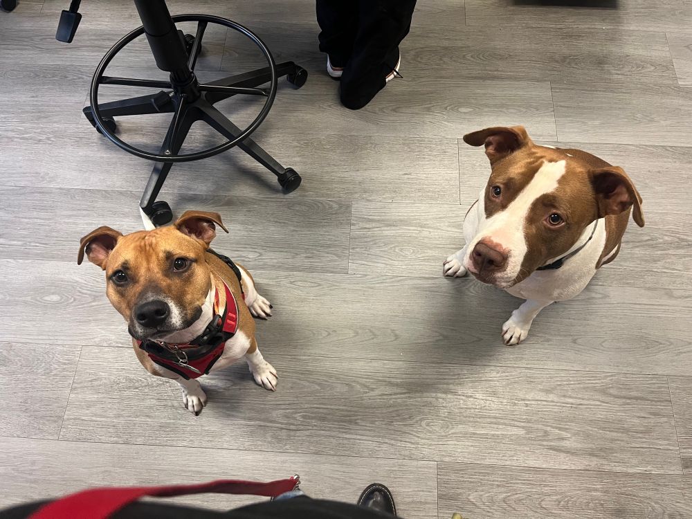 Two pitbull-type dogs sitting on the floor, looking happily up towards the camera. The one on the left is smaller, mostly light brown with some white, and wearing a red harness. The one on the right is larger, and a darker brown and white. 