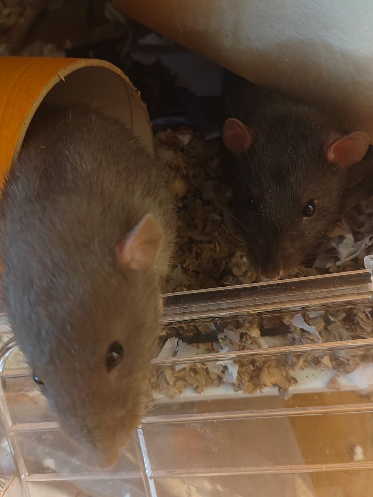 A grey and a brown rat popping their heads out their cage to see if I have snacks