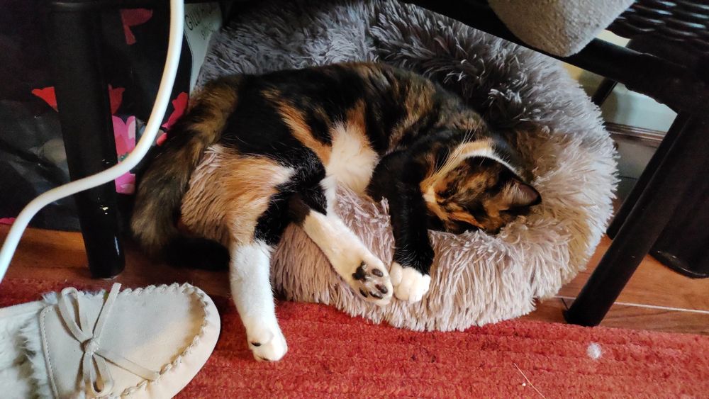 Tortoise shell cat in a cat bed completely zonked on cat nip