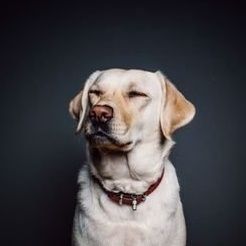 Comment image