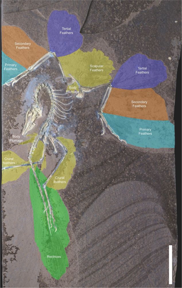 Archaeopteryx fossil in classic dinosaur death pose. Tracts of feathers are highlighted in various colors