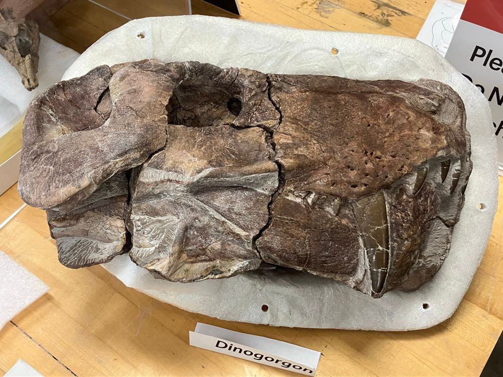 Vaguely dog-like fossil skull with huge saber teeth. It is cracked down the midline and is sitting in a custom cradle.