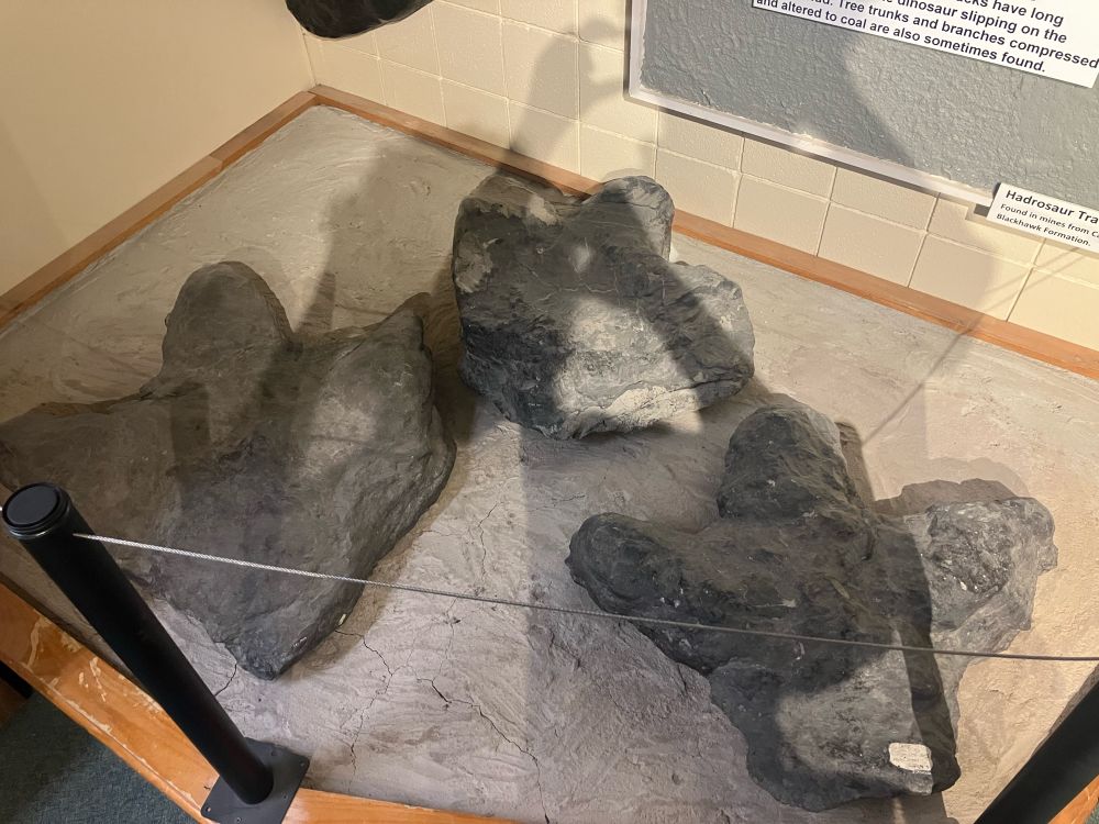 Three swollen three-toed tracks in a display together