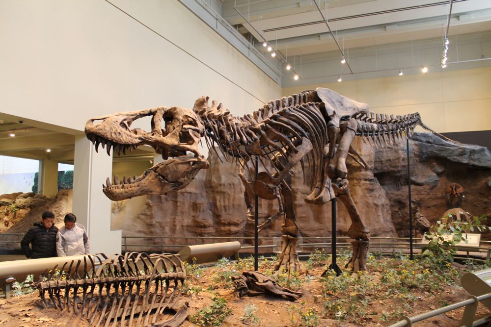 T. rex skeleton at Carnegie Museum. This one had mouth open wide and is standing on a bed of artificial flowers with a partial hadrosaur skeleton at its feet