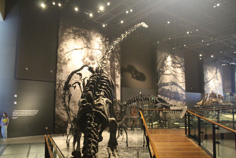 Barosaurus from behind, we can see that it’s crouching and its legs are partially buried 