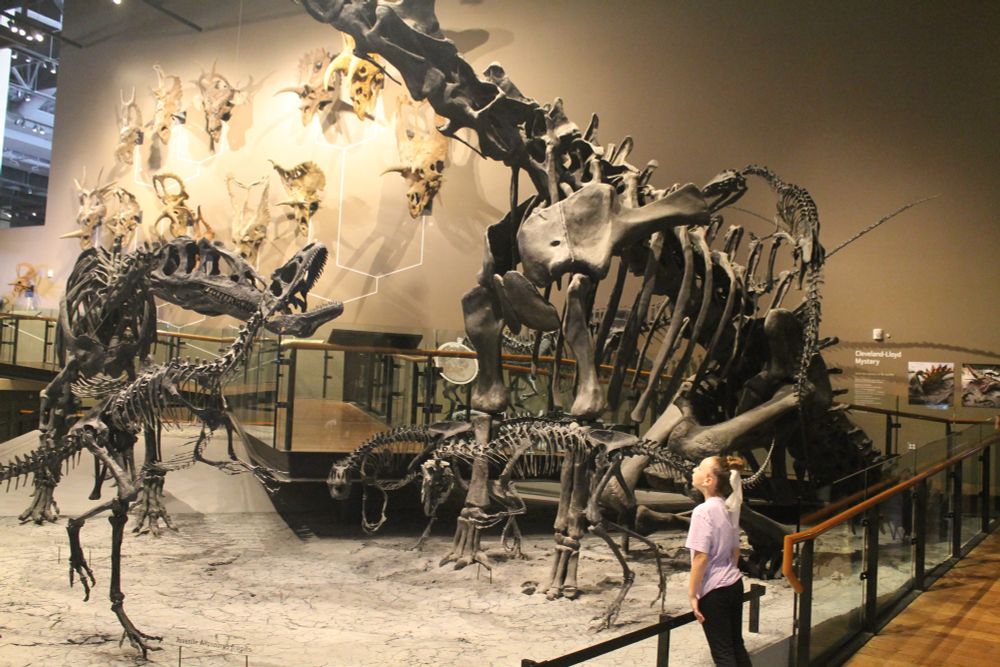 From ground level, total of six Allosaurus skeletons surrounding Barosaurus. A girl in pink looks up at the scene 