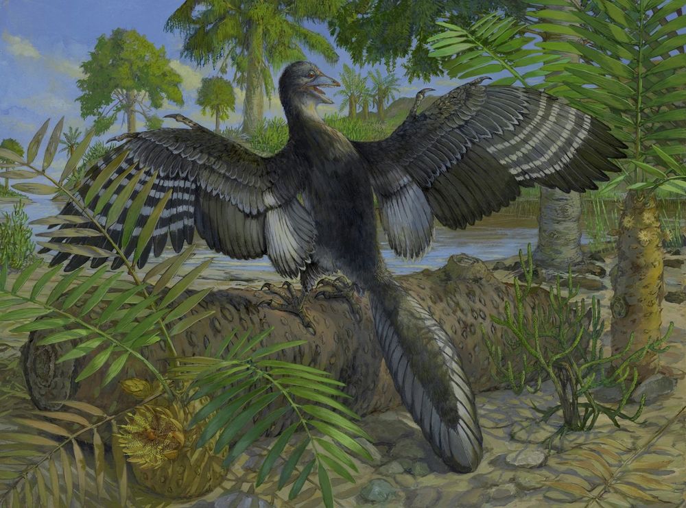 Illustration by Michael Rothman shows black and white toothed bird from behind with wings outstretched