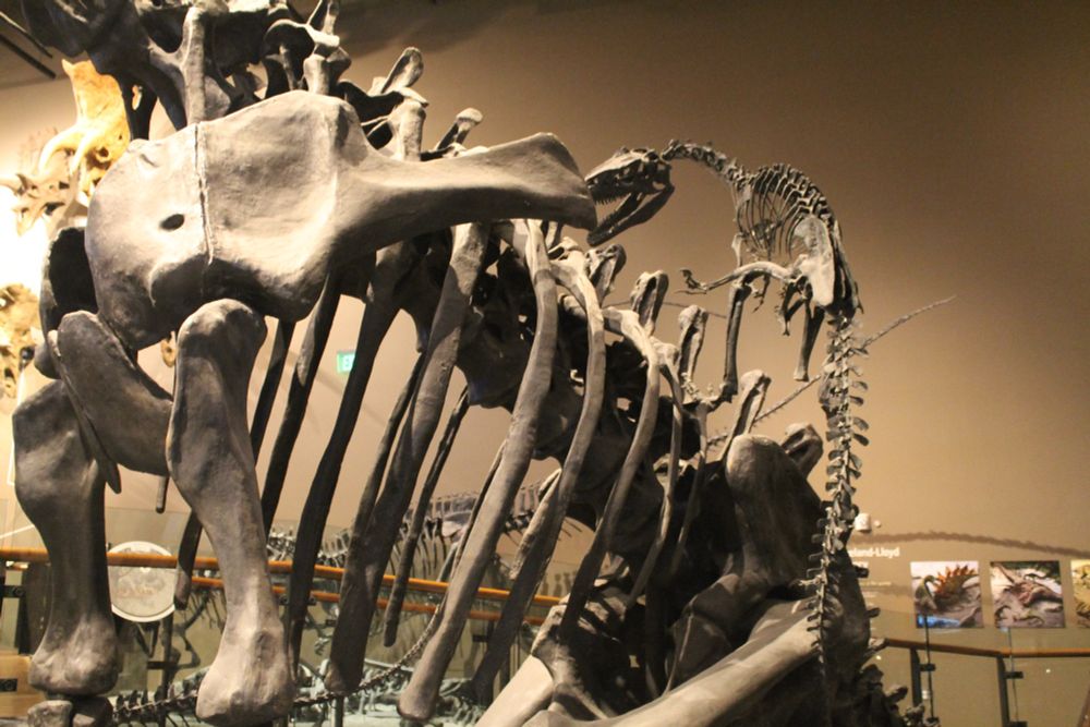 Close up of juvenile Allosaurus cast skeleton posed leaping onto the sauropod’s back