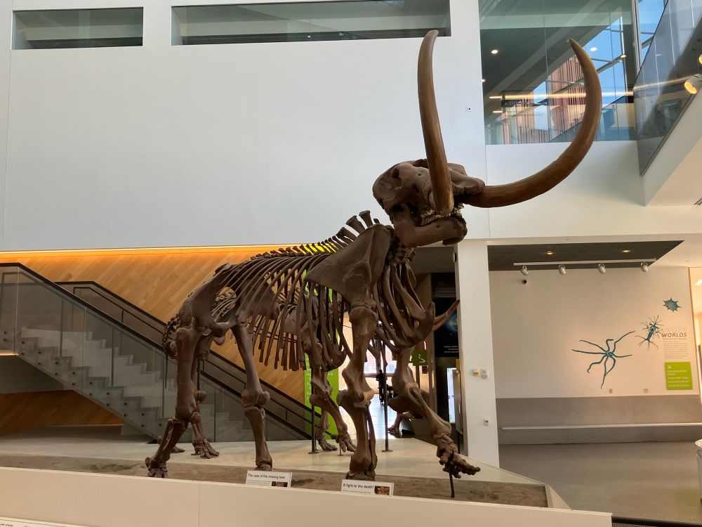 Mastodon mounted skeleton with head and tusks held high. In a modern looking white atrium with stairs behind it.