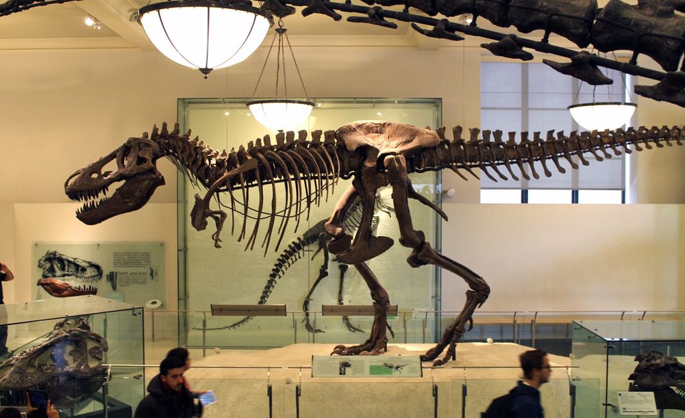 T. rex skeleton at AMNH. Profile view in a white museum hall