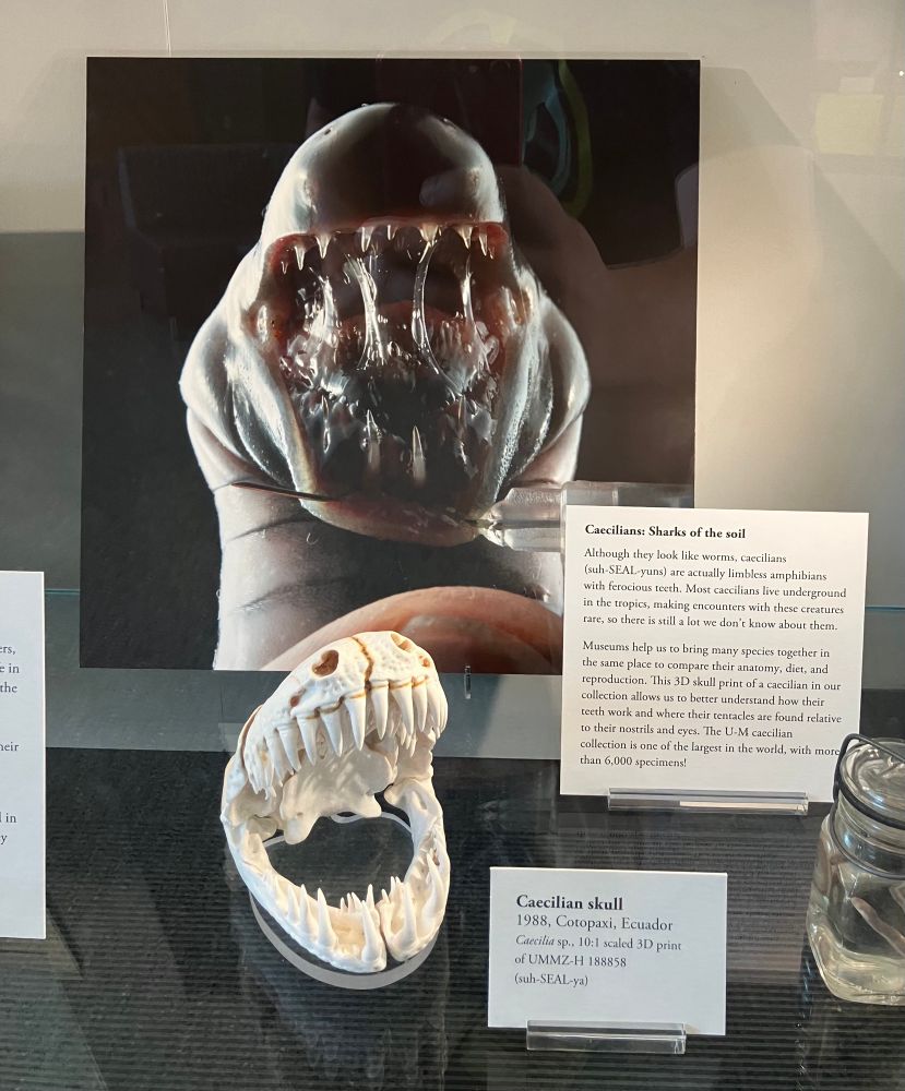 A little display with a 10x scale caecilian skull model, which is mostly teeth by volume. Behind it is a photo that looks suspiciously like a drooling chestburster