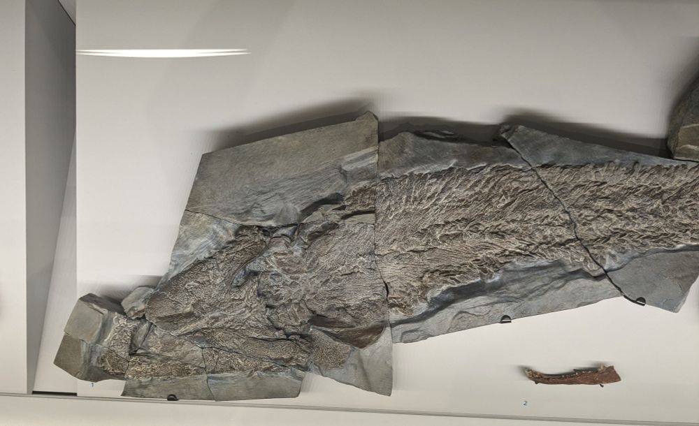 Close-up of the fossil, showing it's flat, wide head and scaly body.