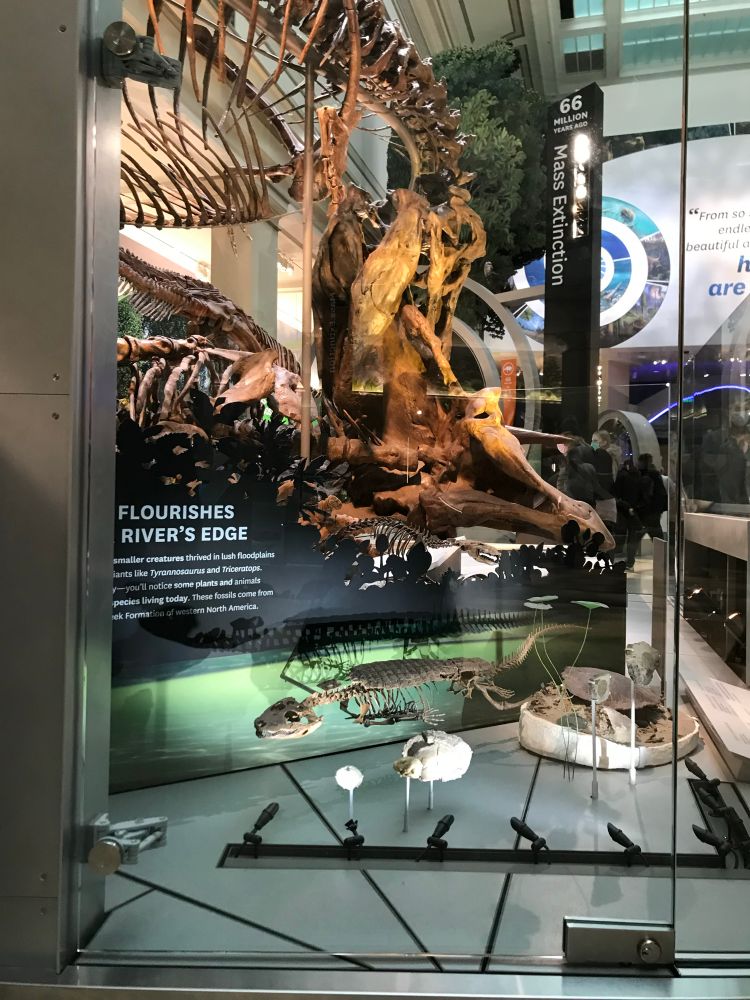 NMNH exhibit looking past skeletons of alligator and turtle at T. rex skeleton chowing down on a prone Triceratops