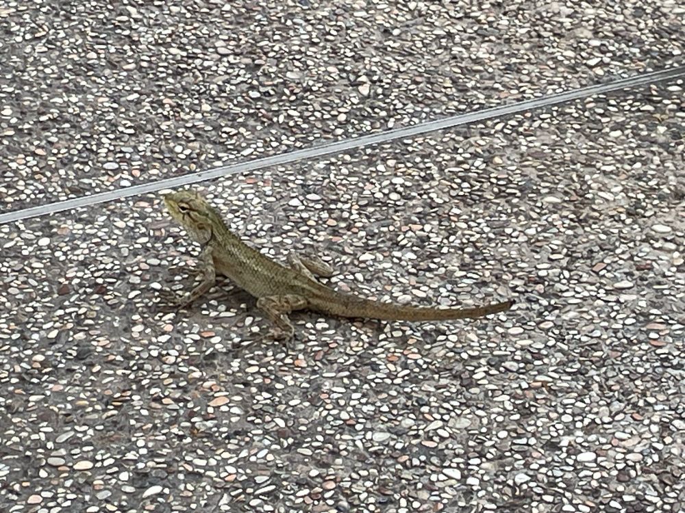 Lizard looking to the left, very elegant looking, posed very cutely for the camera. 10/10 i love lizards.