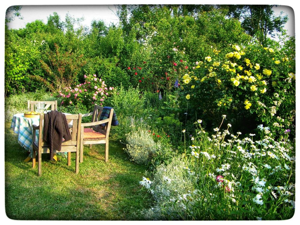 Das Bild zeigt einen idyllischen Garten mit einem Tisch und zwei Stühlen, die unter freiem Himmel stehen.  Auf einem Stuhl liegt eine Jacke oder ein Pullover. Der Garten ist üppig grün mit verschiedenen Blumen, darunter Rosenbüschen in verschiedenen Farben(rosa, gelb, rot) und einer Vielzahl von weißen Margeriten, die den Vordergrund bilden.  Das Gesamtbild vermittelt Ruhe und ein Gefühl von Frieden und Natürlichkeit.  Es könnte ein Ort zum Entspannen und Genießen der Natur sein.

