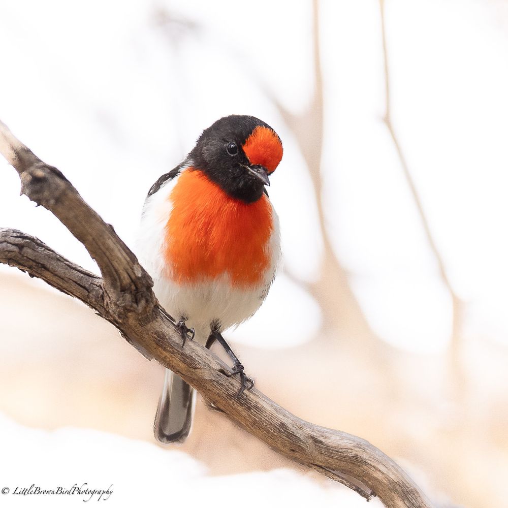 A small robin with a bright red cap and breast.