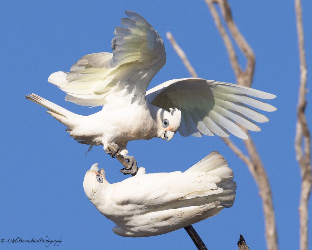 A series of images of 2 corellas squabbling and playing on branch.