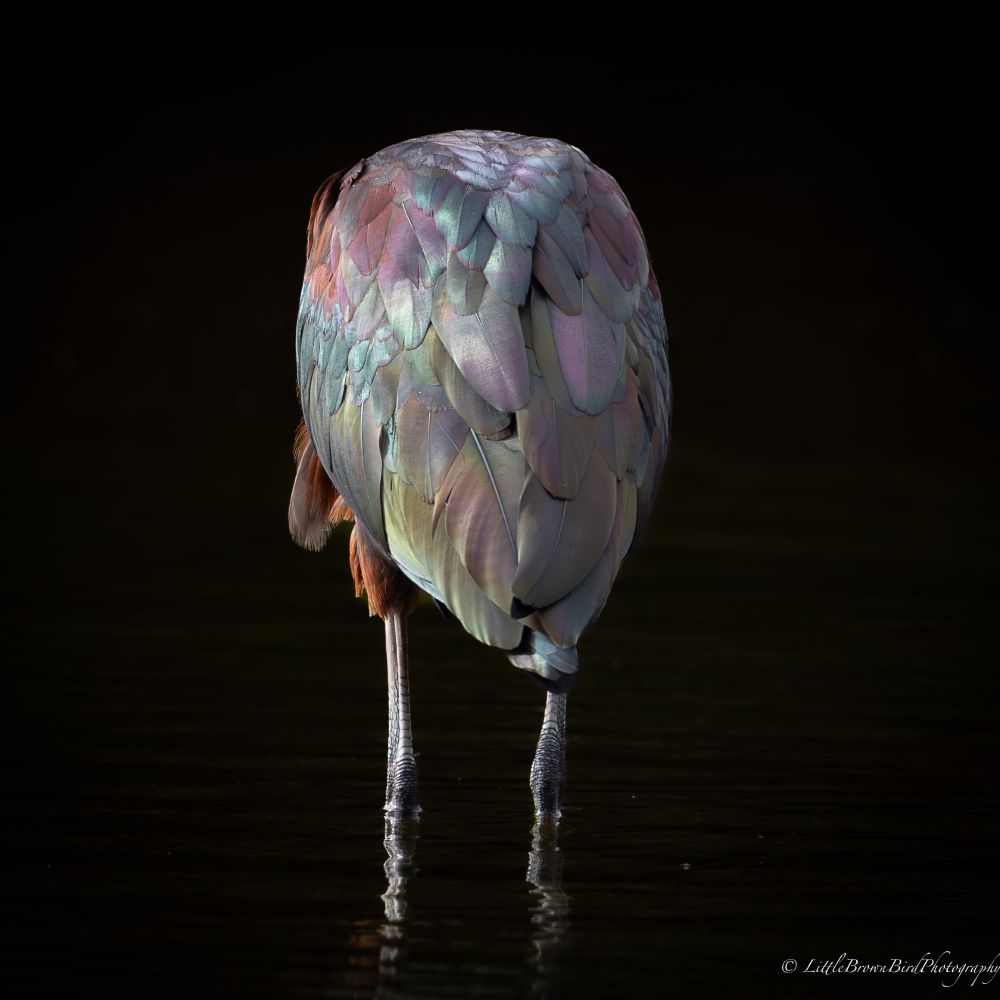 A Glossy Ibis facing away from the camera and with its head down so that only its back and legs are visible. The background (already naturally dark) has been further darkened to almost black so that only the dull shimmer of the birds feathers and its scaly legs are visible.