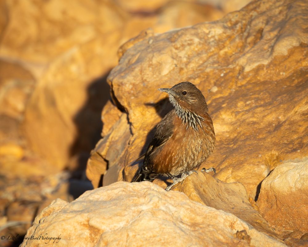 A rich brown bird with a black speckled throat on some golden rocks in some golden sunshine.