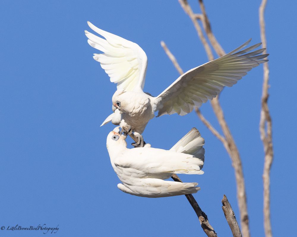 A series of images of 2 corellas squabbling and playing on branch.