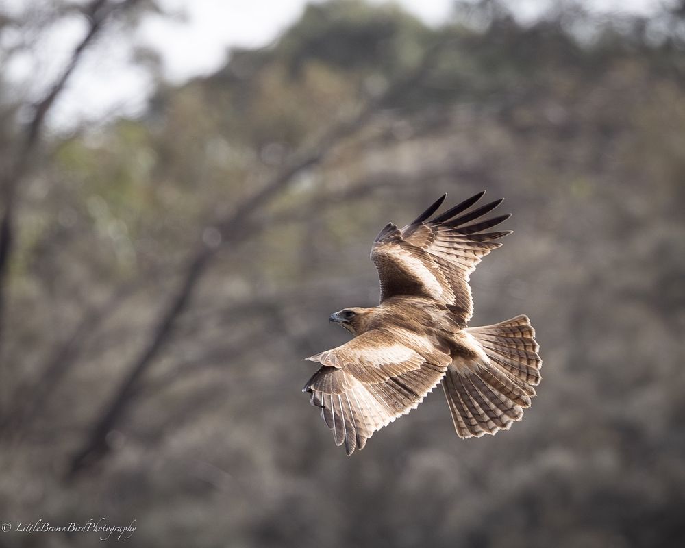 A Little Eagle flying towards a landing on a tree.  It has it's wings starting to fold to land and it's back and all the patterns on it are towards the camera.