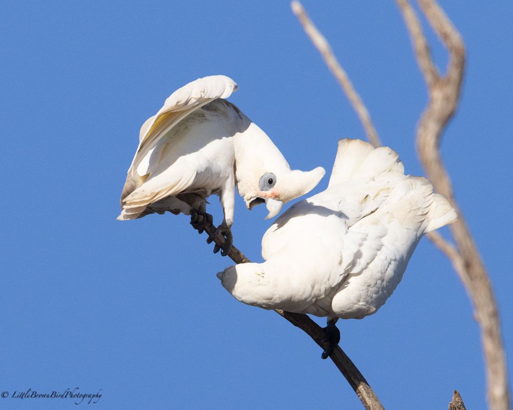 A series of images of 2 corellas squabbling and playing on branch.