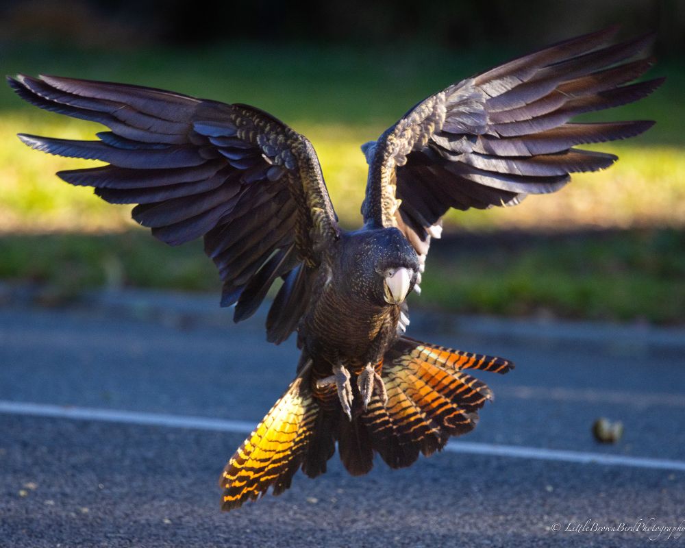 A female red-tailed black cockatoo coming to land on a suburban road.  Her tail is striped red and gold and she has fine yellow dots around her face.  You can also see some of the gum nuts that they are feeding on  on the road. 