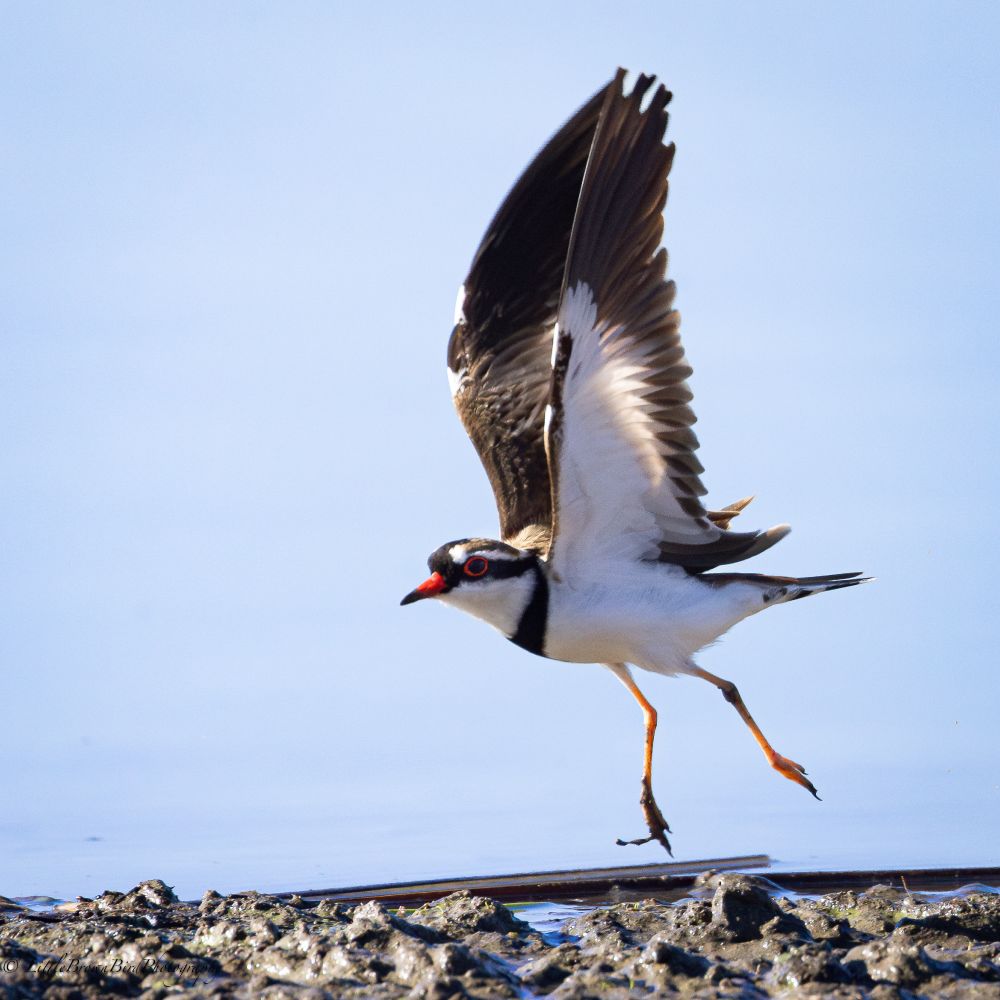 A small wading bird just at the moment it takes flight. 
