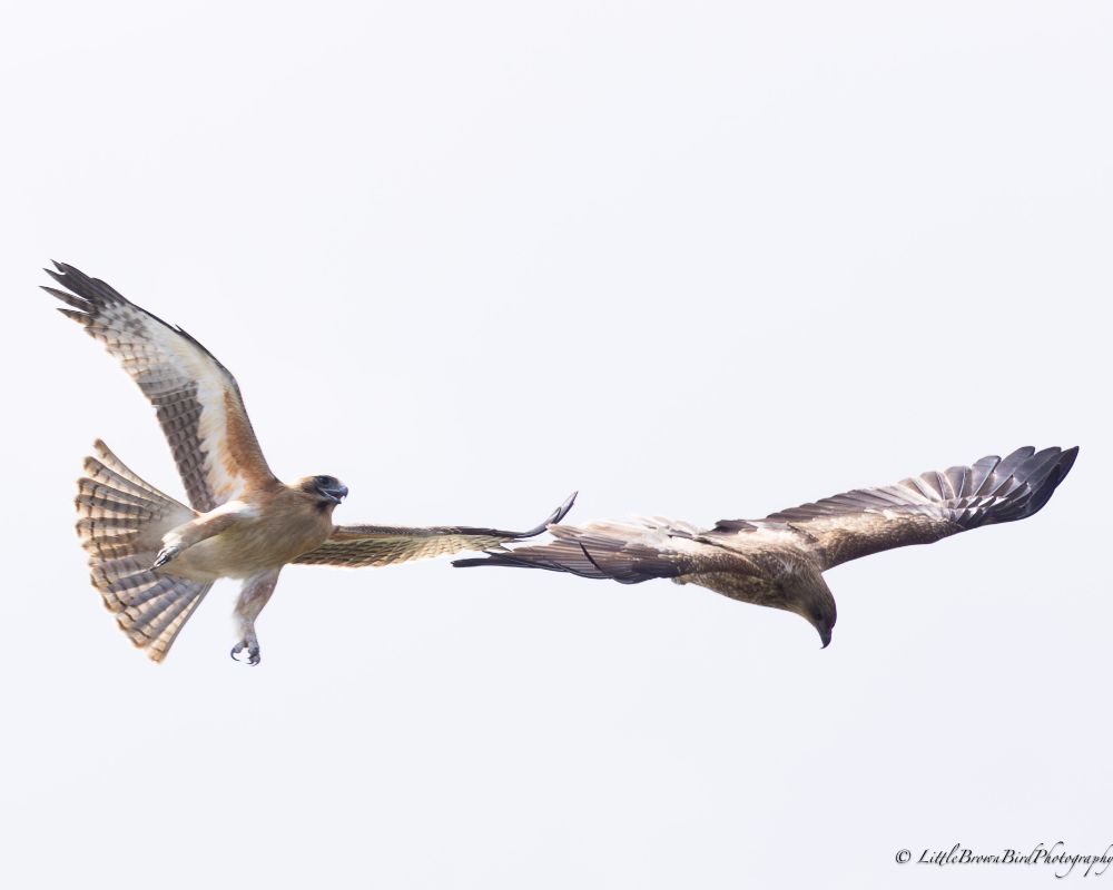 A Little Eagle (left) with wings up, tail spread and beak open, in a mid air tussle with a whistling kite.