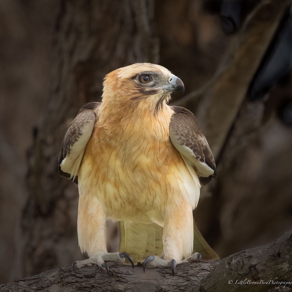 A little eagle perched on a tree,  It's tawny colouring contrasts against the dark, shadowed background.
