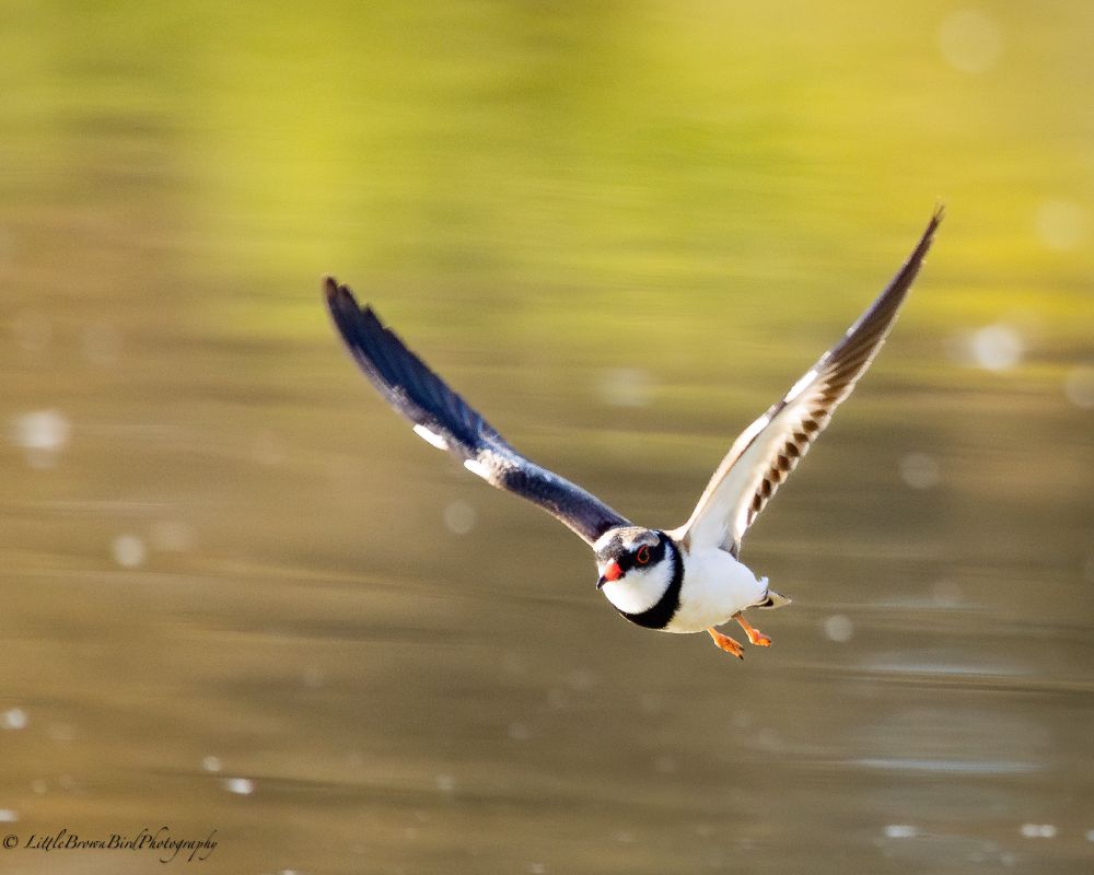 A small plover flying over some water.