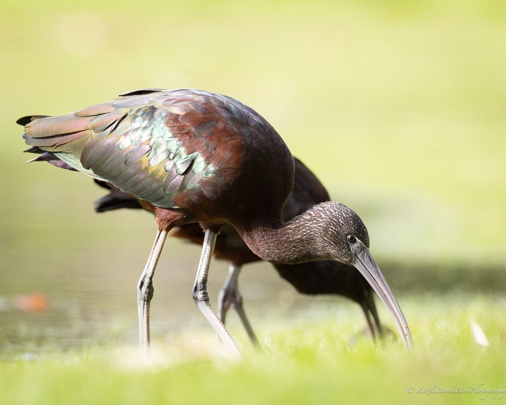 A Glossy Ibis in the foreground with the sun making its amazing feathers glow like bronze.  Another ibis is in silhouette just behind it making interesting patterns with the 2 beaks and the grass and water is a soft fuzzy green.