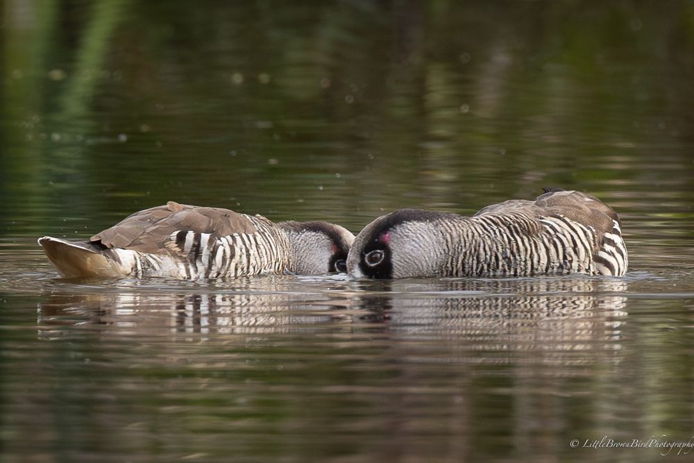 A bonded pair of Pink Eared Ducks slowly spin in a vortex as they feed whilst apparently gazing into each other's eyes.  