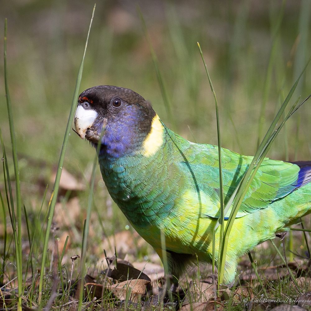 A parrot feeding on the ground, taken at eye level.  