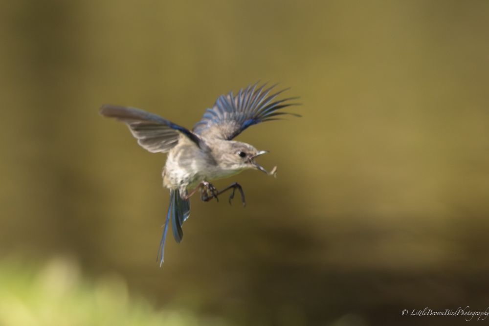 A small fairy-wren in flight about to catch an insect.