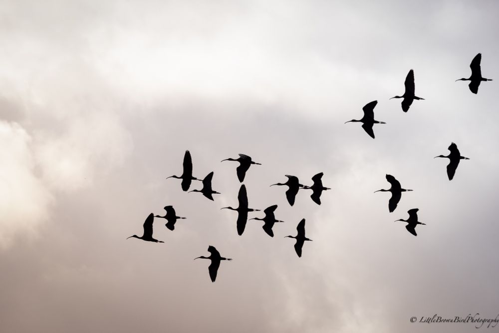 A stormy sky with a flock of silhouetted ibis flying across the picture 