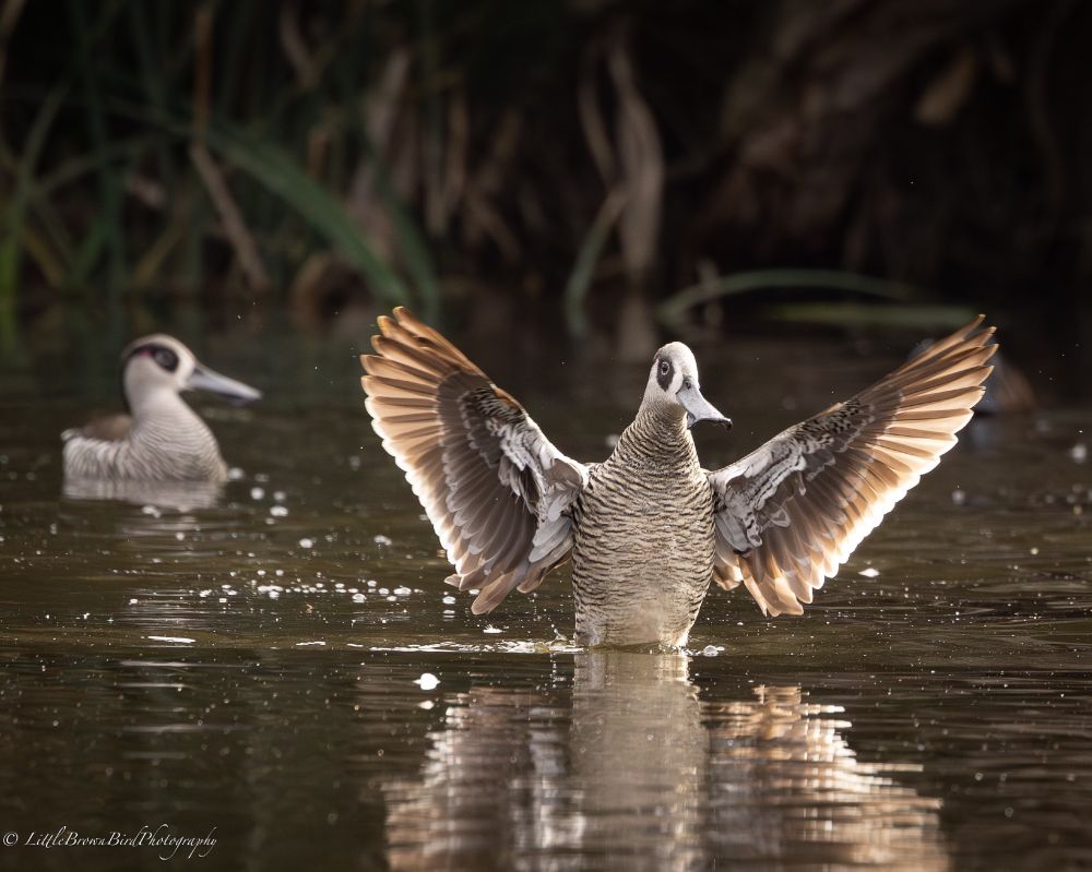 A Pink Eared Duck shaking its wings in the morning sunlight. 
