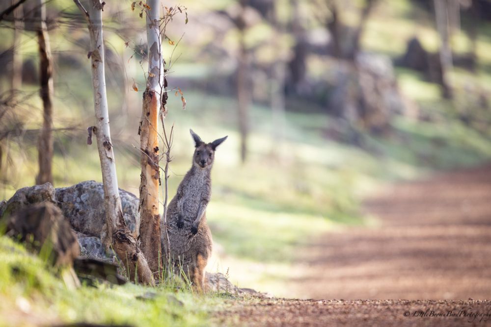 A kangaroo on the side of a pathway peers towards the photography leaning into the field of view.  If it leant the other way it would be "hidden" behind a skinny tree.