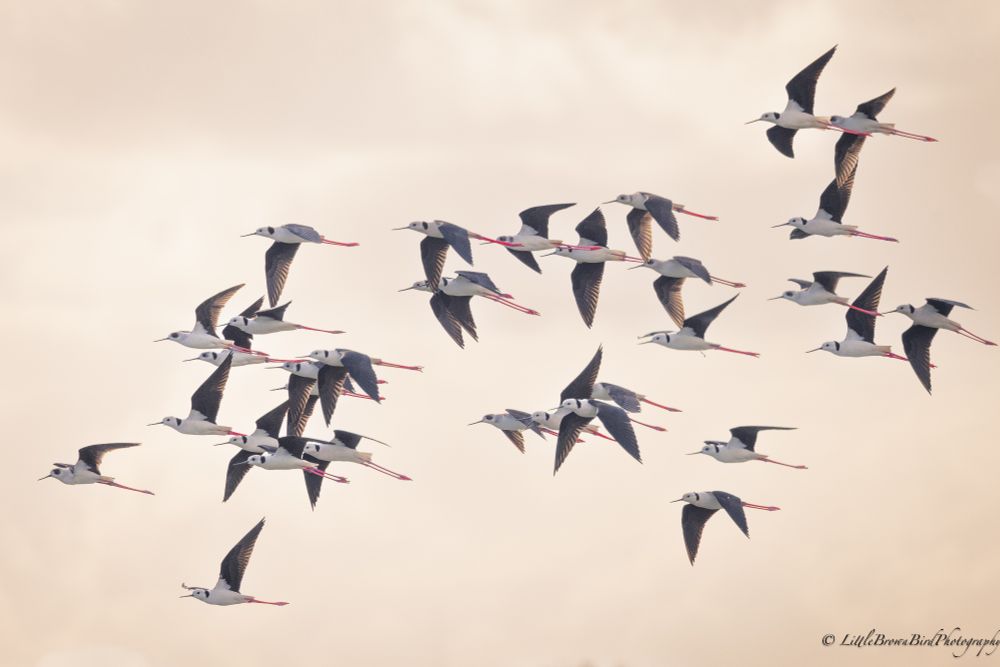 A flock of pied stilts flying across the screen. 